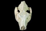 Partial, Fossil Oreodont (Merycoidodon) Skull - Wyoming #169163-3